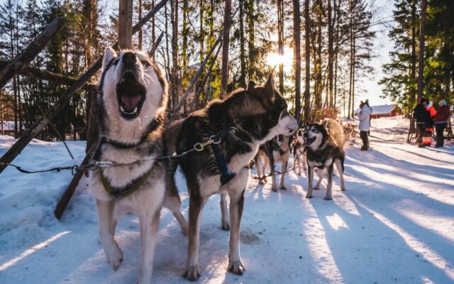 お弁当の保冷剤の入れ方