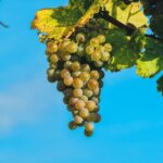 夏の幼稚園お弁当のポイント