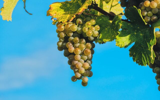 夏の幼稚園お弁当のポイント